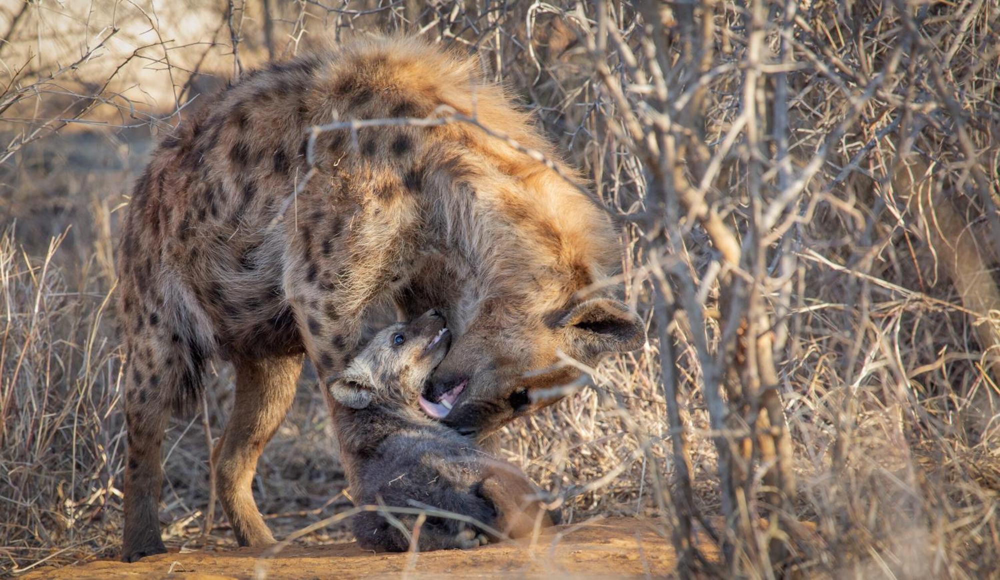 Tuningi Safari Lodge Madikwe Game Reserve Bagian luar foto