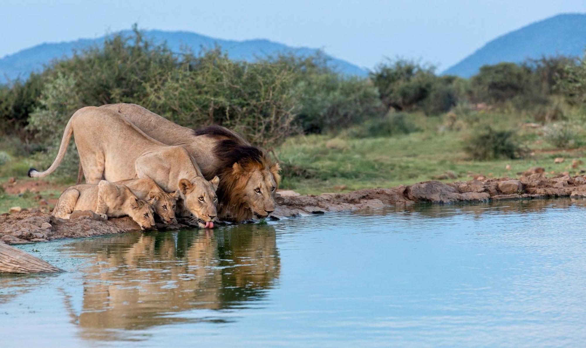 Tuningi Safari Lodge Madikwe Game Reserve Bagian luar foto