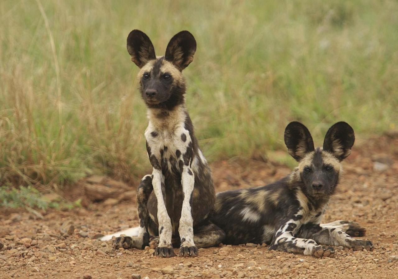 Tuningi Safari Lodge Madikwe Game Reserve Bagian luar foto